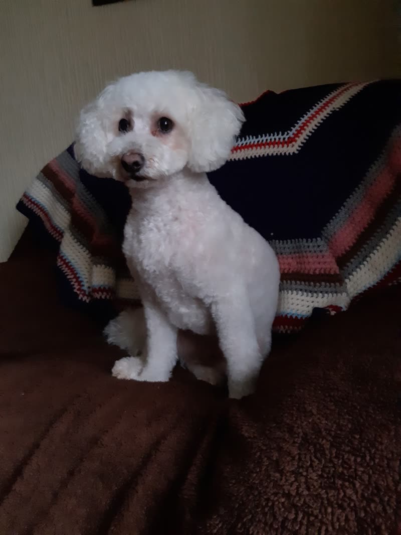 White bichon frise with a neat rounded trim on a sofa at home