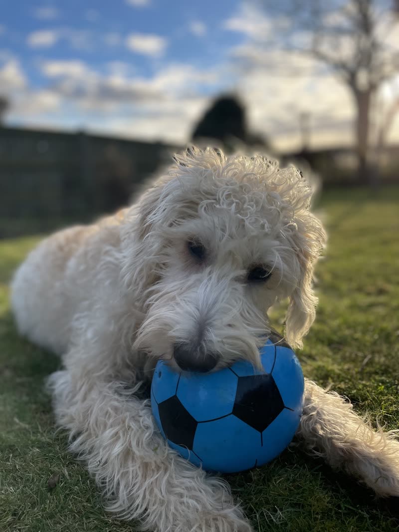 Cream labradoodle lying on grass with a blue football, backlit against a cloudy sky