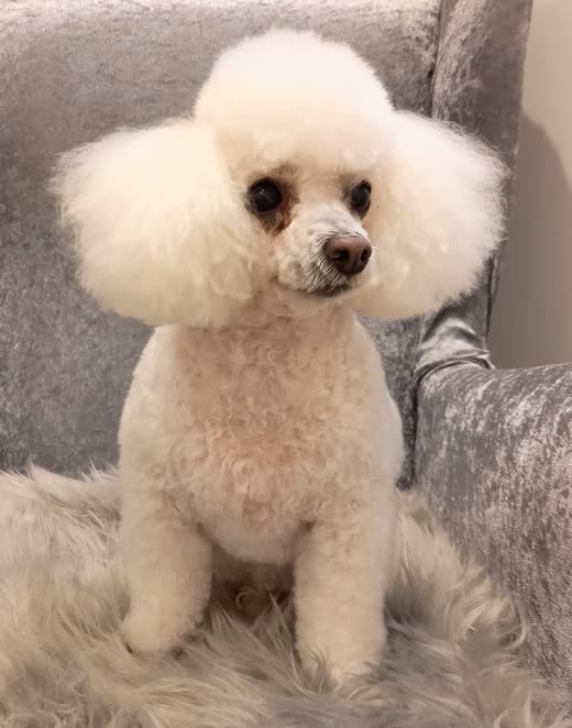 Cream toy poodle with a rounded scissored head after a full groom