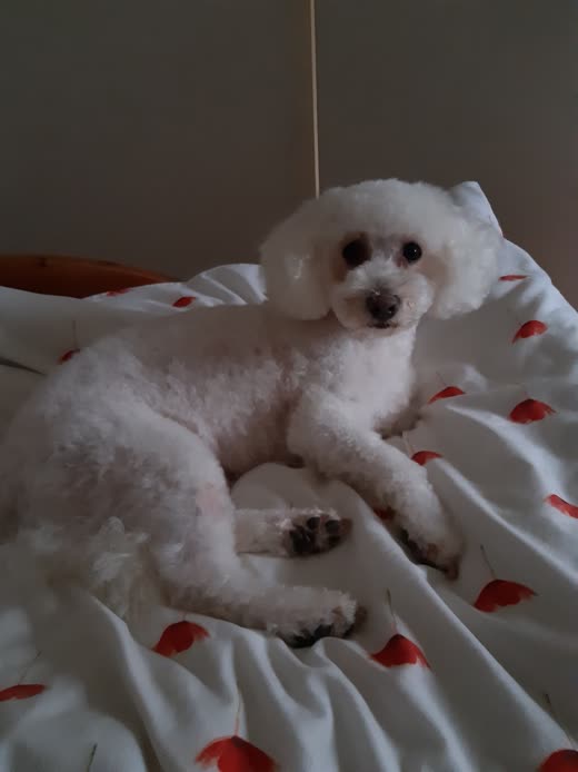 Freshly clipped white bichon frise resting on a white blanket
