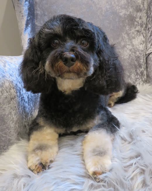 Black and tan cockapoo with a neatly scissored face on a sheepskin