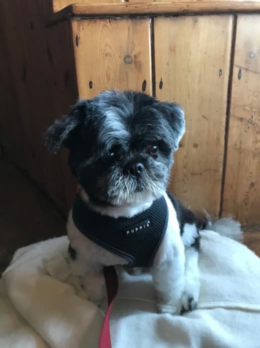 Grey and white shih tzu in a harness, ready for its appointment